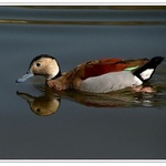 kachnička šedoboká