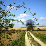 cesta...