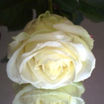 ...rose
