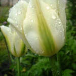 Tulip