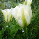 Tulip22