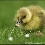 má mě rád ... nemá mě rád ... má mě rád ....