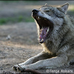 Dobrou noc !