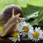 Hlemýžď zahradníkem