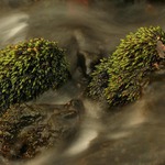 Jezkovia v potociku:)