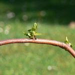 Vrba o týden později