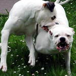 Souboj amerických buldoků