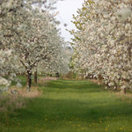 Kirschblüten