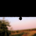 neznalost latinských názvů brouků vyskytujících se na našem území mě vážně udivuje