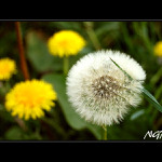 Stará mezi mladými..