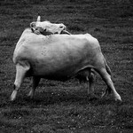Kravina