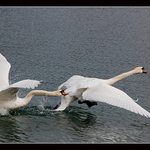 Partnerská roztržka