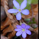 stejný druh, jiný květ...