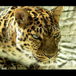 mám po tom skočit ?