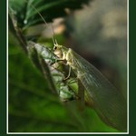 šest nohou pro tři schody..