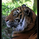 v zoo