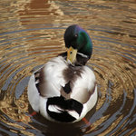 Jen tak se trochu podrbat...