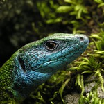 Lizard