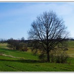 Strom v krajině