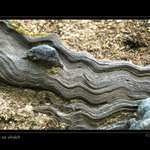 Želva na vlnách zkamenělá