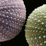 Co ukrývá moře...