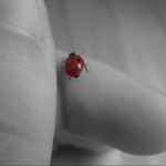 Novy priatel