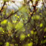 Před oponou, za oponou...