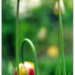 nevděčný život mezi dvěma aneb trocha jarního barevného kýče