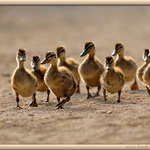 Kachničky divoké spěchají do vody