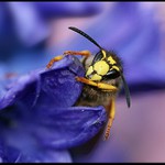 **jarní probouzení**