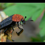 Nech brouka žít...