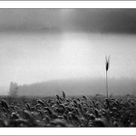 pocta individualismu