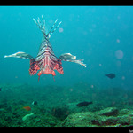 Perutin - z oci do oci