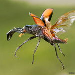 Hexarthrius parryi paradoxus