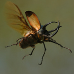 Chalcosoma Caucasus Malaysia