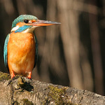 Ledňáček říční (Alcedo atthis)