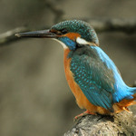 Ledňáček říční (Alcedo atthis)