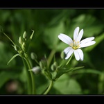 Ptačinec velkokvětý