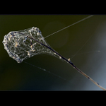 Staré žezlo krále elfů