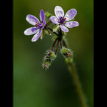 Rodinná aneb Táta, máma a tři děti