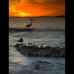 Australska idylka....