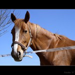 Ahoj, já jsem kůň