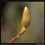 Tři, dva, jedna kvetééém, jaróóóó