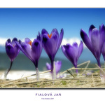 Fialová jar