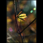 lonicera - jaro plné barev