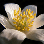 Sasankové tajemství...