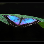 Když se na zem snese modré z nebe.