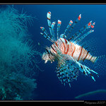 Lionfish