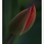Black TULIP