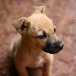 Karibský podvraťák